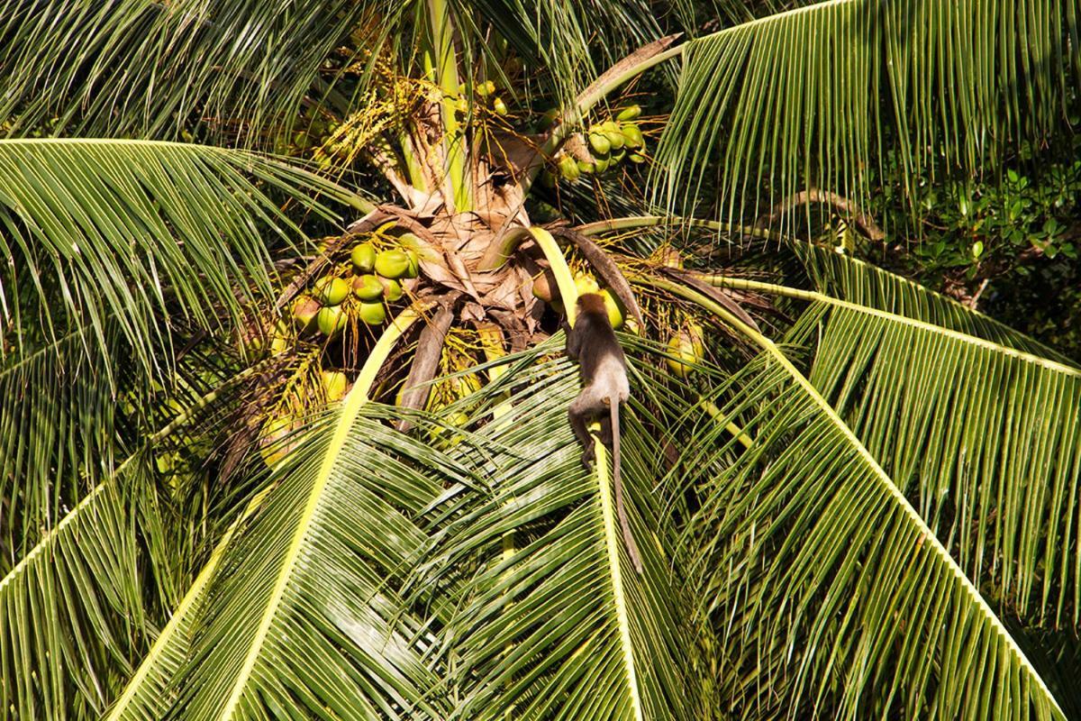 Sri Yoga Shala Bed & Breakfast Unawatuna Exterior foto